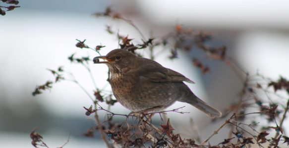 Birds in Winter