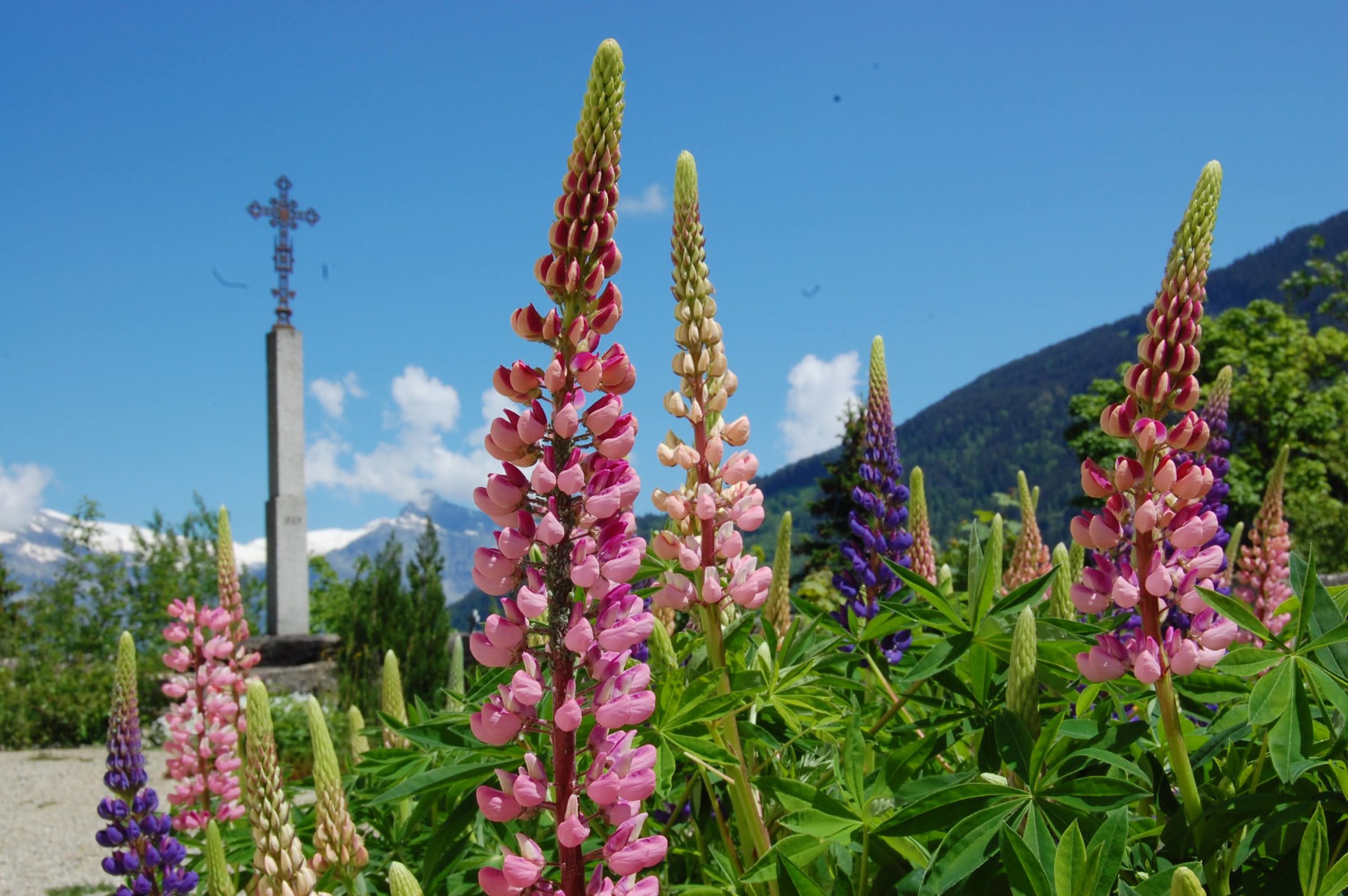 Summer Flowers