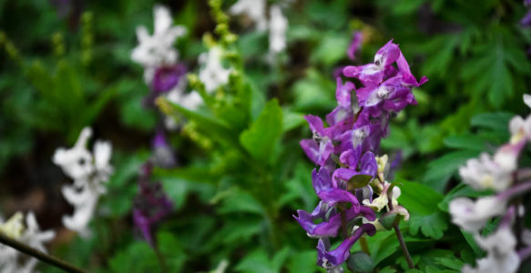 Early Spring Flowers