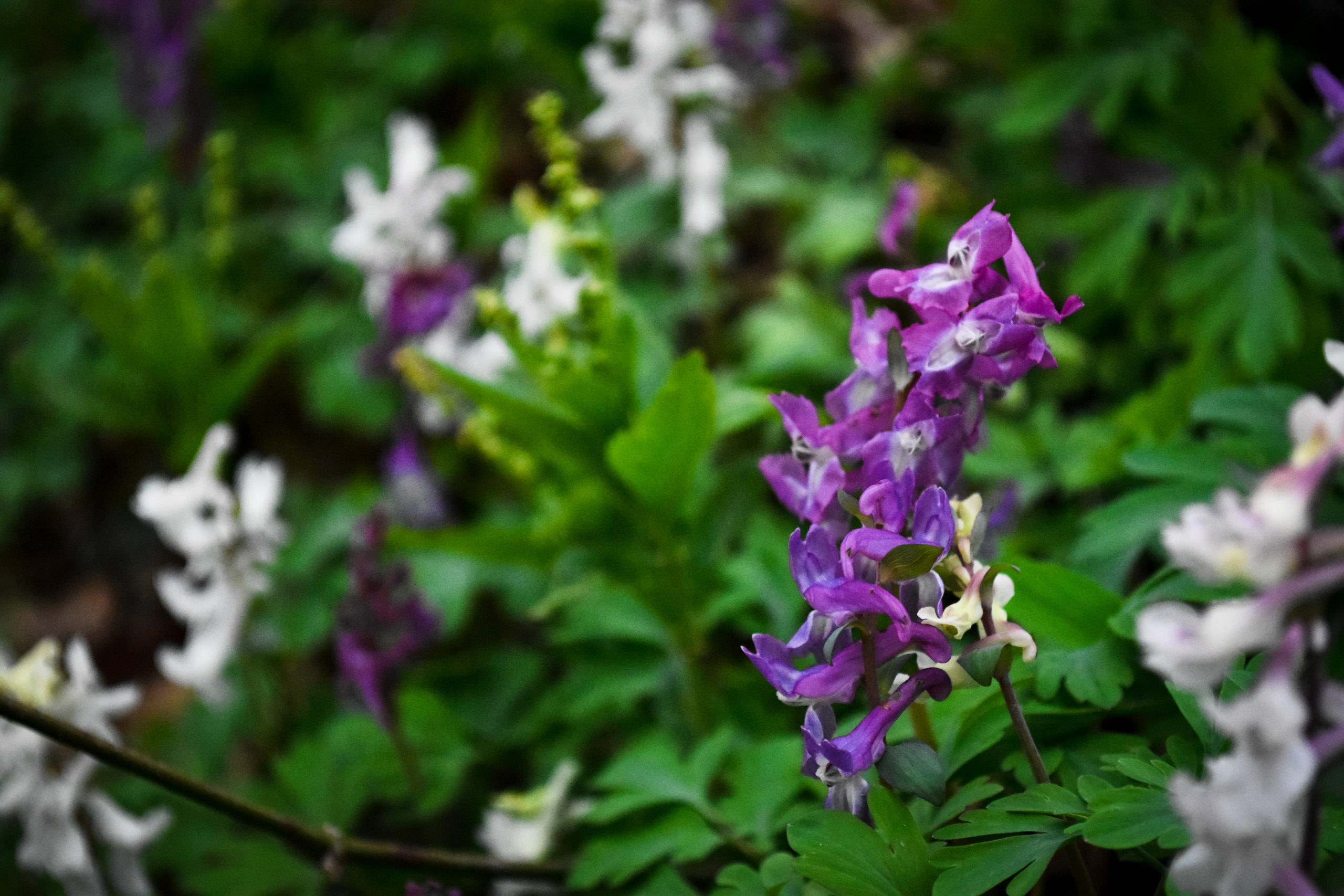 Early Spring Flowers